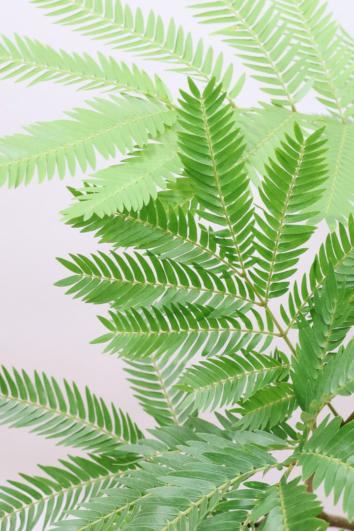 【エバーフレッシュ】個性的なテクスチャのPOT。幹もとてもしっかりとしていますので、存在感がありますよ！