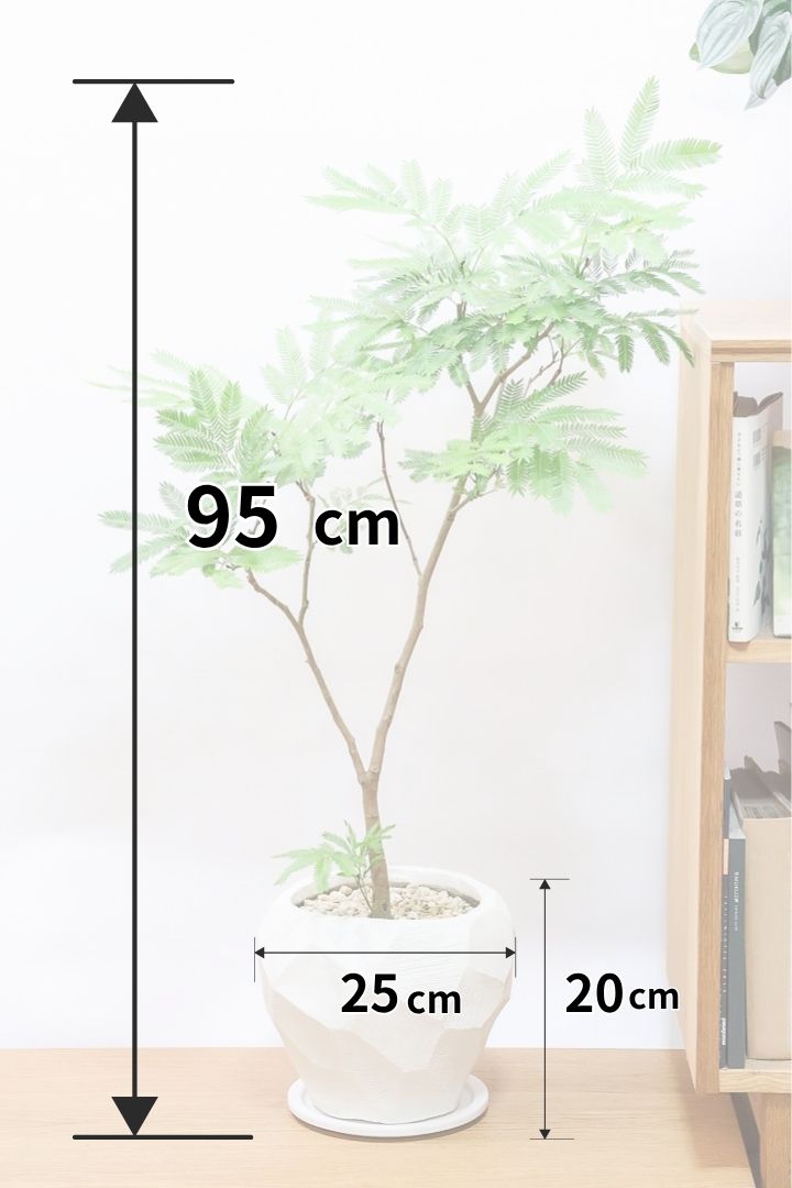 【エバーフレッシュ】個性的なテクスチャのPOT。幹もとてもしっかりとしていますので、存在感がありますよ！