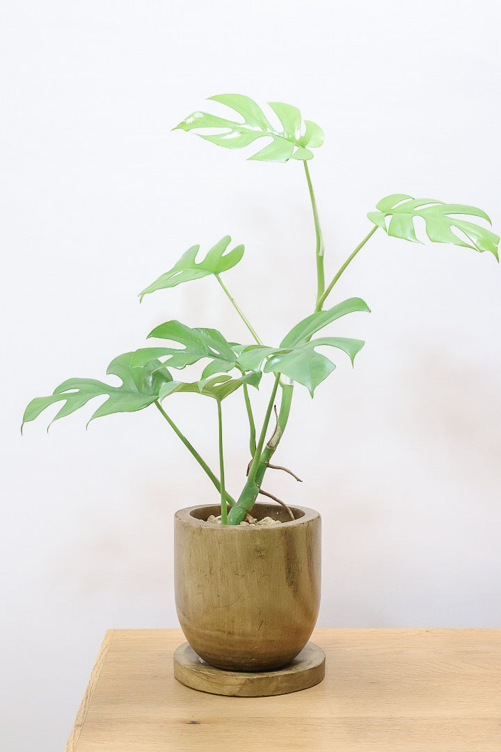 【モンステラ ミニマ】癒しのナチュラル樹形！シンプルな中に奥深しさがありますよ！人気の木製POTです！