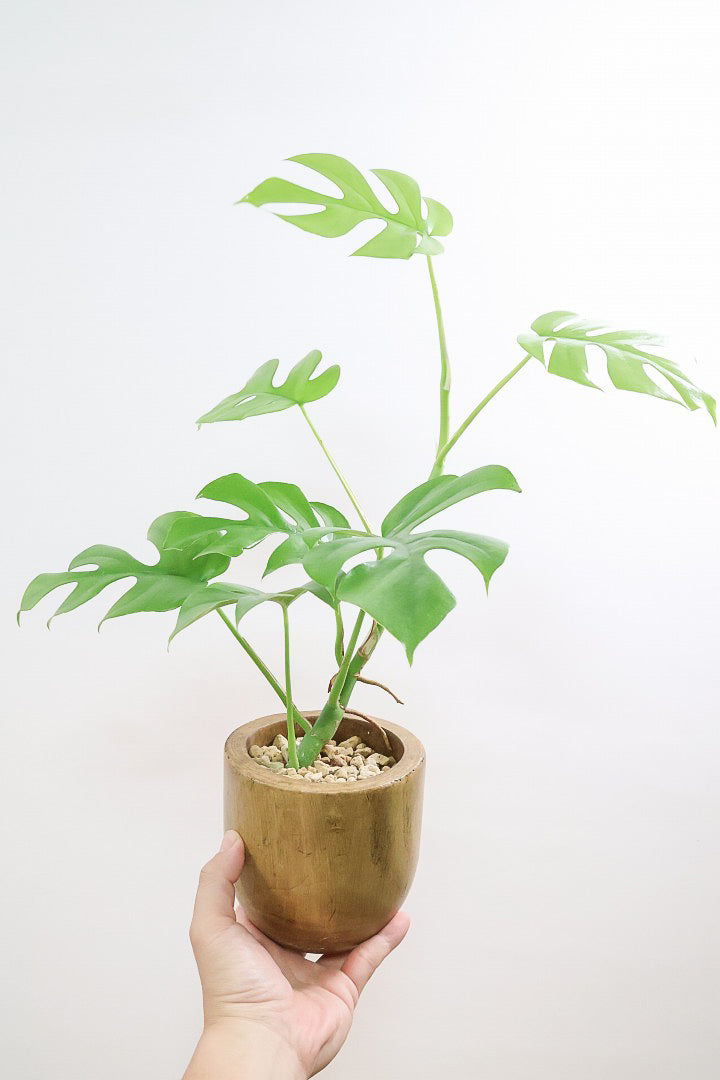 【モンステラ ミニマ】癒しのナチュラル樹形！シンプルな中に奥深しさがありますよ！人気の木製POTです！