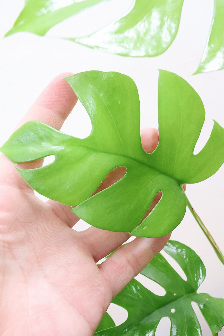 【モンステラ ミニマ】癒しのナチュラル樹形！シンプルな中に奥深しさがありますよ！人気の木製POTです！