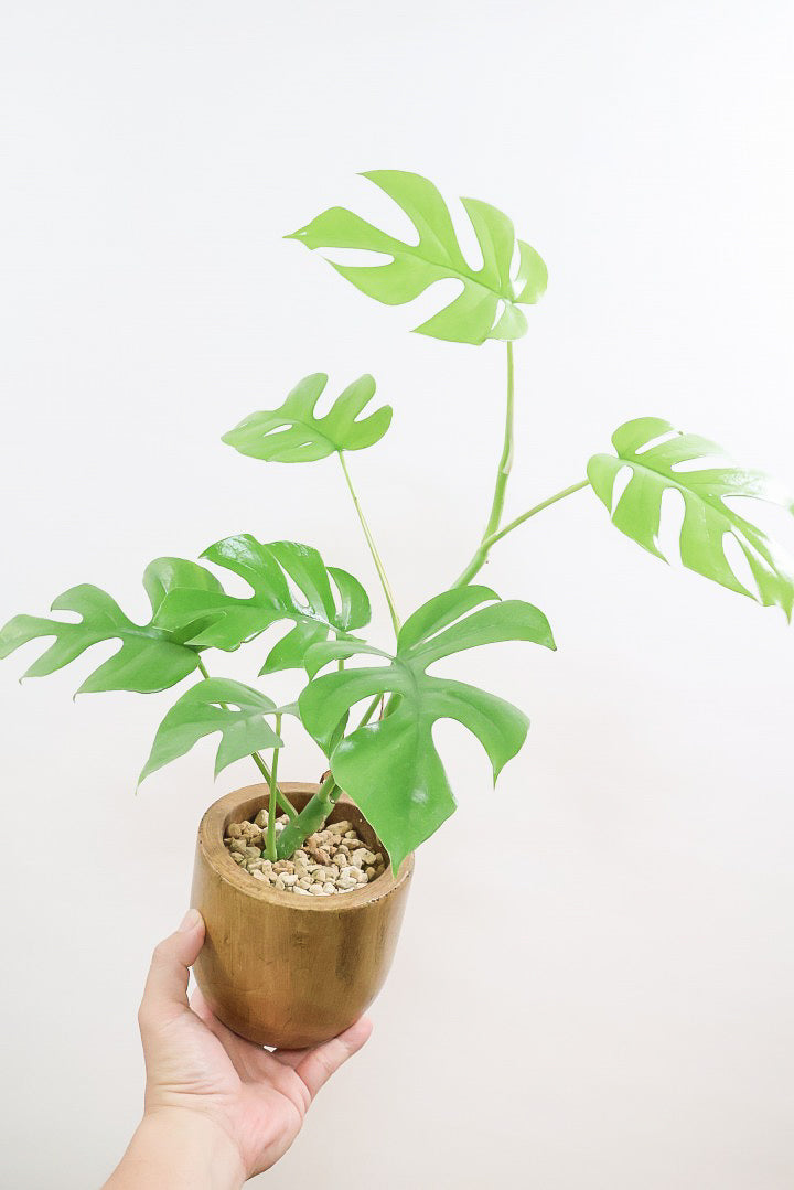 【モンステラ ミニマ】癒しのナチュラル樹形！シンプルな中に奥深しさがありますよ！人気の木製POTです！