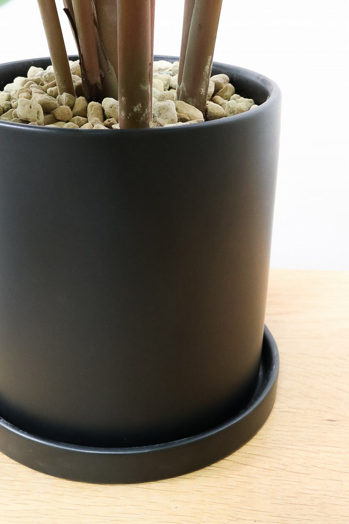 カラテア ワルセヴィッチーK60015| 観葉植物の通信販売 | APEGO