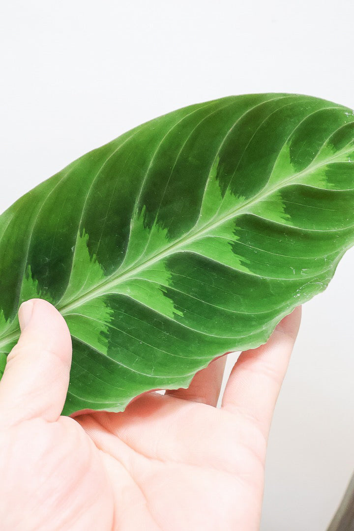 カラテカ カラテア ワルセヴィッチーK60015| 観葉植物の通信販売 | APEGO