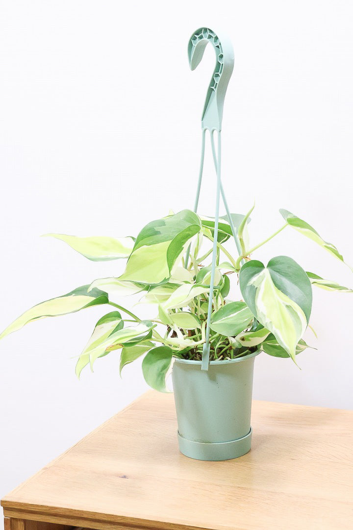 バーゲンで フィロデンドロン 観葉植物の クリームスプラッシュPP60018B| その他