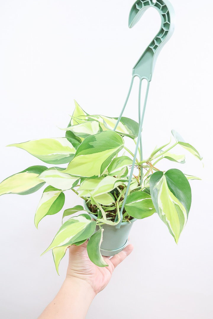 フィロデンドロン クリームスプラッシュPP60018B| 観葉植物の