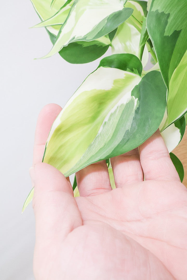 フィロデンドロン クリームスプラッシュPP60018B| 観葉植物の