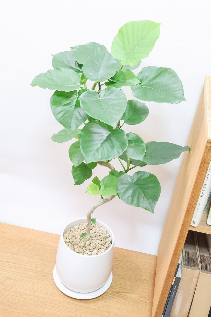 【ウンベラータ】曲り樹形の名手でもある生産者さんが手塩に掛けたバランスの良い素晴らしい樹形です！幹のクネクネがGOOD！