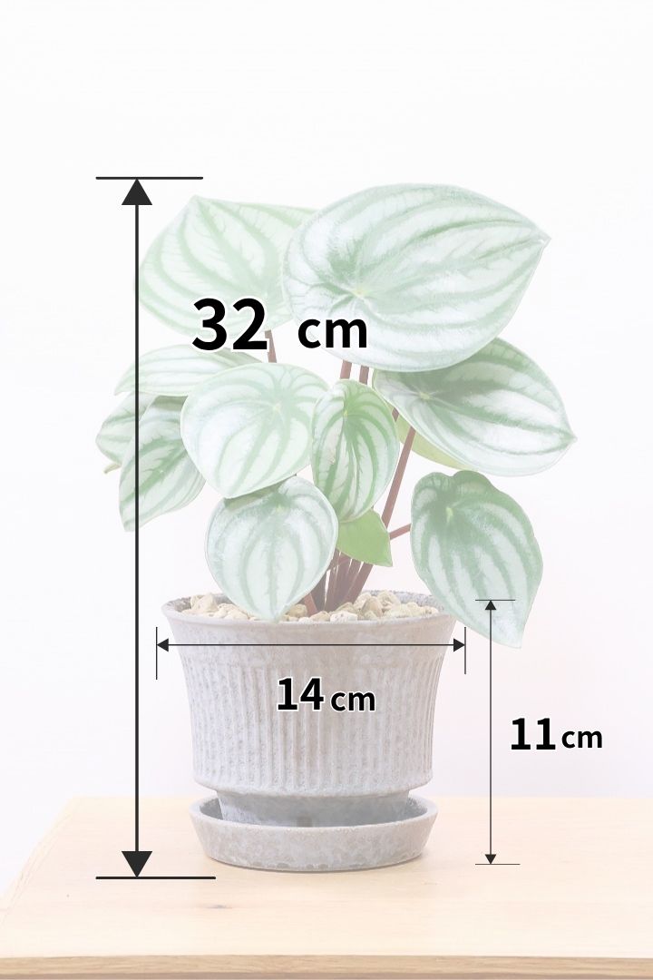 【ペペロミア サンデルシー】今回はお手頃な4号鉢サイズ！別名スイカペペロミア。縦縞がとてもかわいい人気種です！