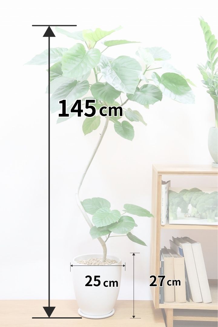 【ウンベラータ】超BIG！沖縄で育ったしっかりとした樹形！幹のカーブが美しいので存在感があります！