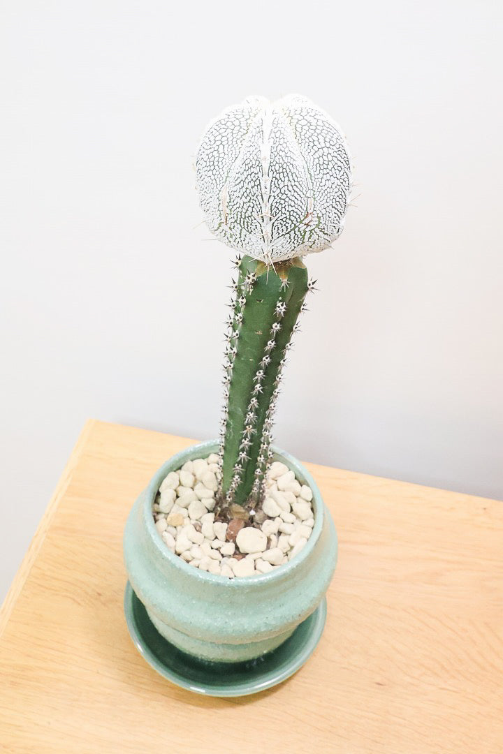 アストロフィツム 恩塚ランポーGR60037| 観葉植物の通信販売 | APEGO