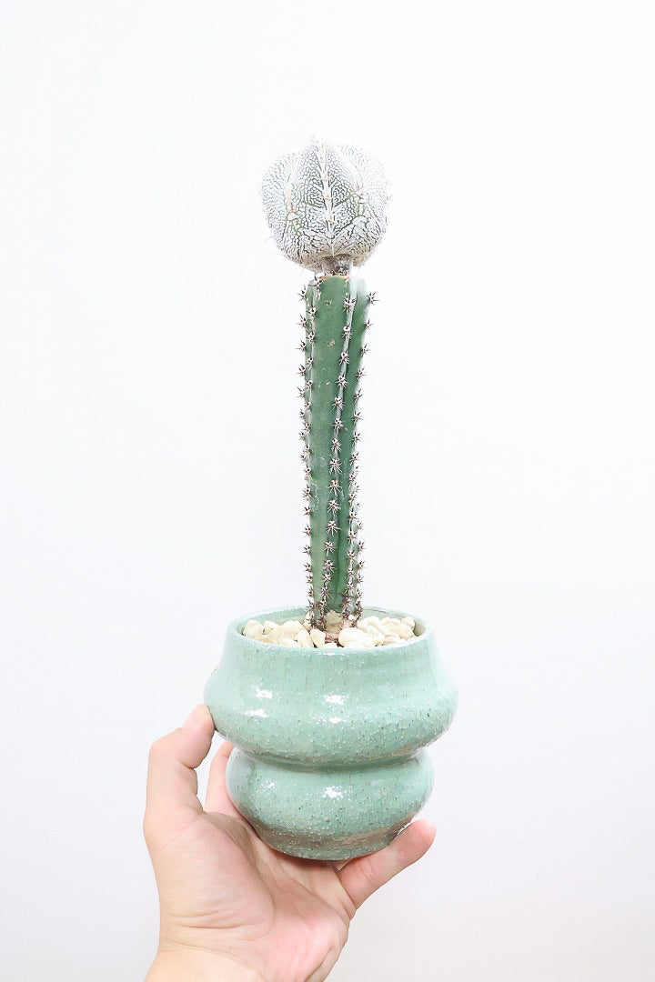 アストロフィツム 恩塚ランポーGR60037| 観葉植物の通信販売