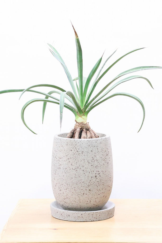 ユッカ フィリフェラCO60039| 観葉植物の通信販売 | APEGO(アペーゴ)