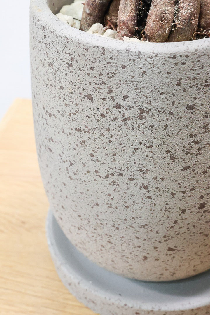 ユッカ フィリフェラCO60039| 観葉植物の通信販売 | APEGO(アペーゴ)