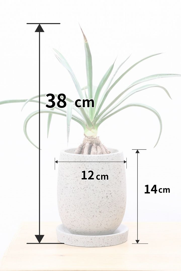 ユッカ フィリフェラCO60039| 観葉植物の通信販売 | APEGO(アペーゴ)