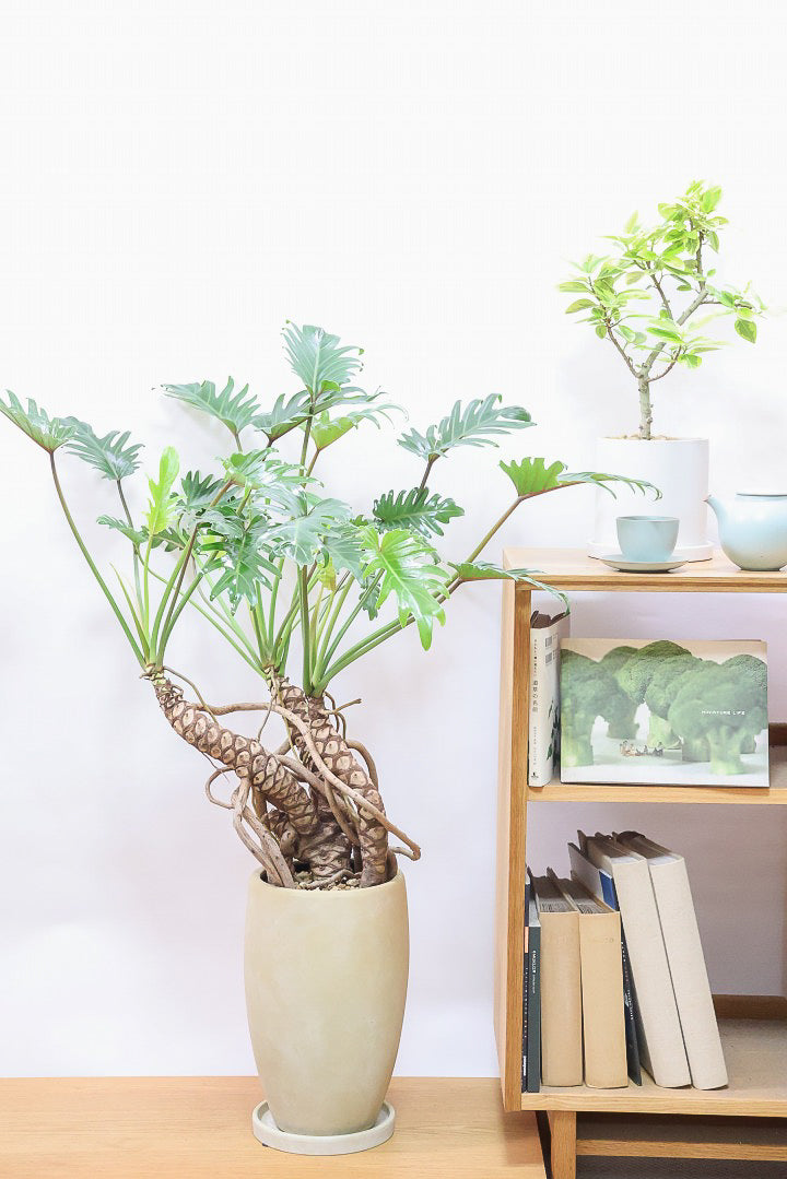【植物らばー】 Amazon｜ラナンキュラス：ラックス ティーバ3.5-4号ポット[光沢