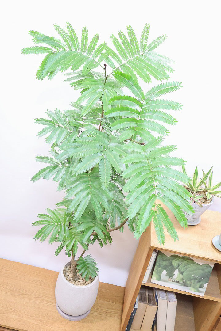 沖縄産】252. エバーフレッシュ 曲がり 8号鉢 観葉植物 大型