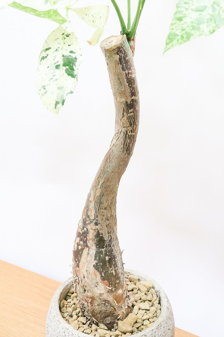 パキラ ミルキーウェイCO60058| 観葉植物の通信販売 | APEGO