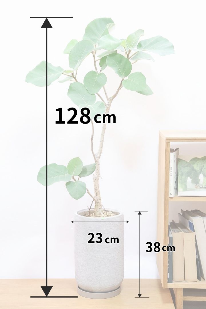 【フィカス エベレスト】この品種は希少！葉の質感はモフモフとしていますよ！是非とも触ってみてください！