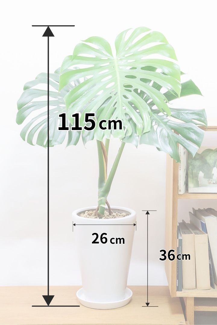 モンステラW60061| 観葉植物の通信販売 | APEGO(アペーゴ)