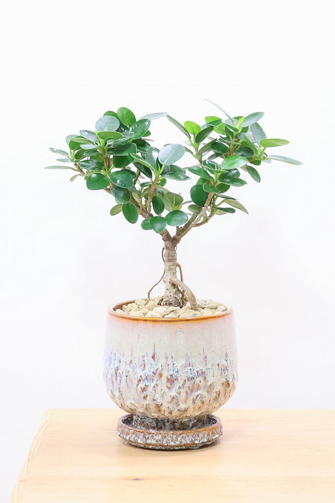 最高級樹形 パンダ ガジュマル 9号 盆栽仕立て 陶器鉢 植え込み