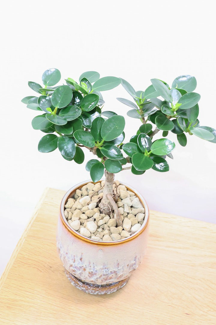 パンダガジュマル 082401 販売・通販［詳細ページ］ *tree tree*