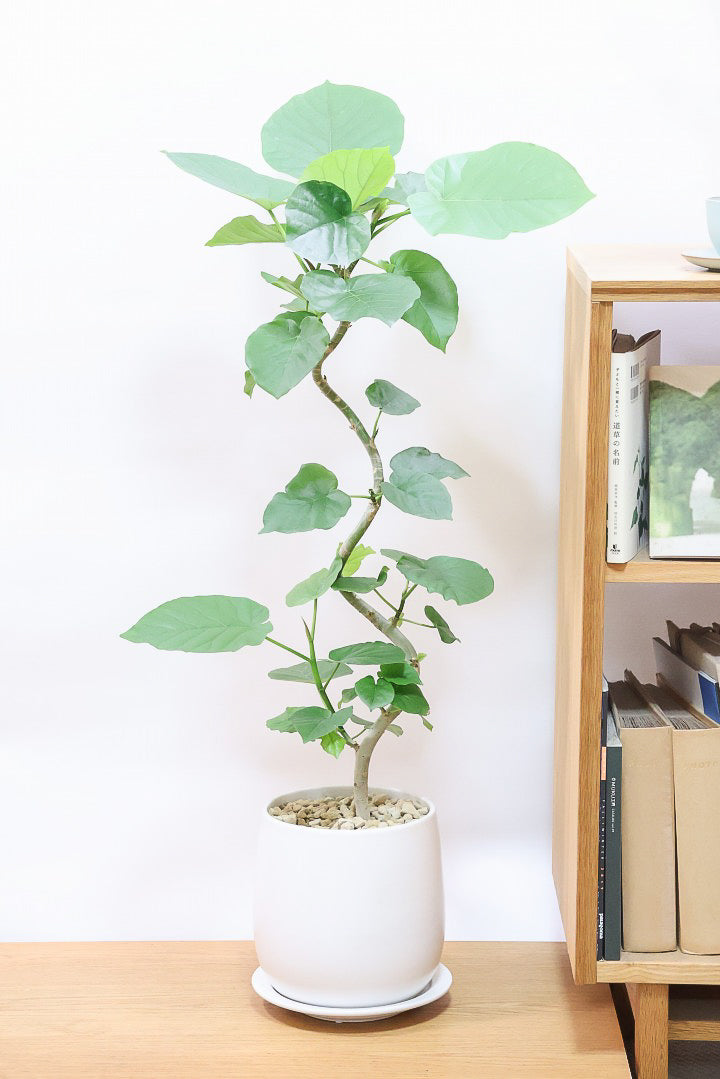 ウンベラータの育て方 | 【送料無料】観葉植物の通信販売