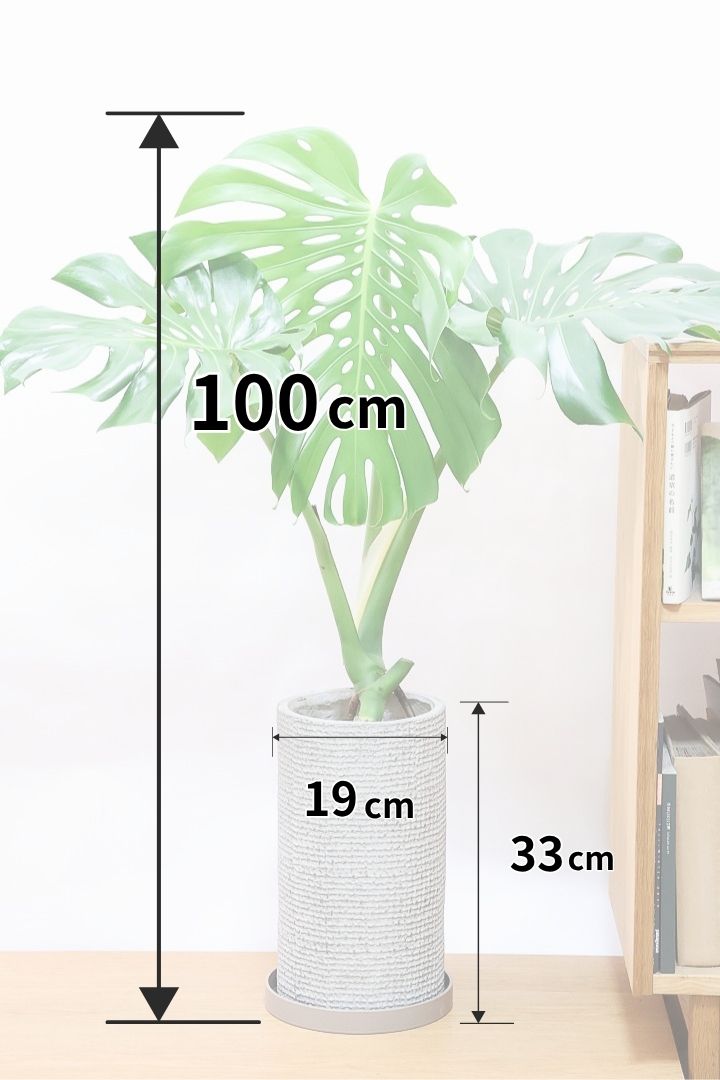【モンステラ】この葉っぱは最高！1枚入魂の素晴らしい葉っぱ！しかも希少な幹上がりです！