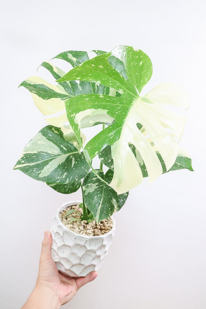 【当店一番人気】 モンステラ タイコンステレーションW60069| 観葉植物の通信販売 モンステラ・ポトス