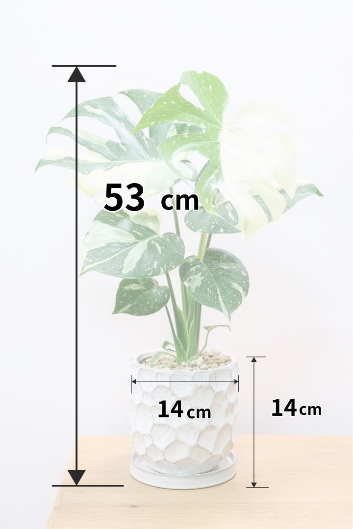 モンステラ タイコンステレーションW60069| 観葉植物の通信販売
