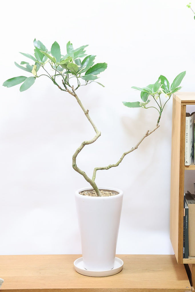 60073-1SS_1024x1024.jpg?v=