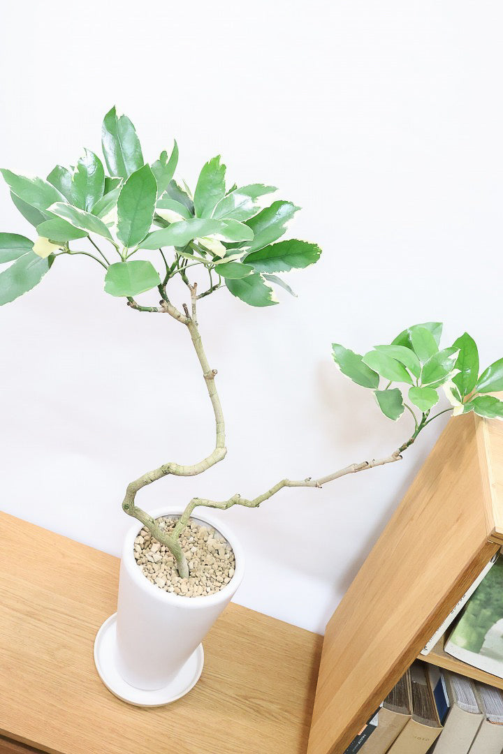 シェフレラ ベヌローサ バリエガタW60074| 観葉植物の通信販売 | APEGO