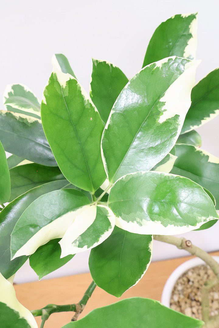 【シェフレラ ベヌローサ バリエガタ】希少種！大き目の丸っこい葉がとてもかわいい！ボリュームがある一押しのシェフレラです！