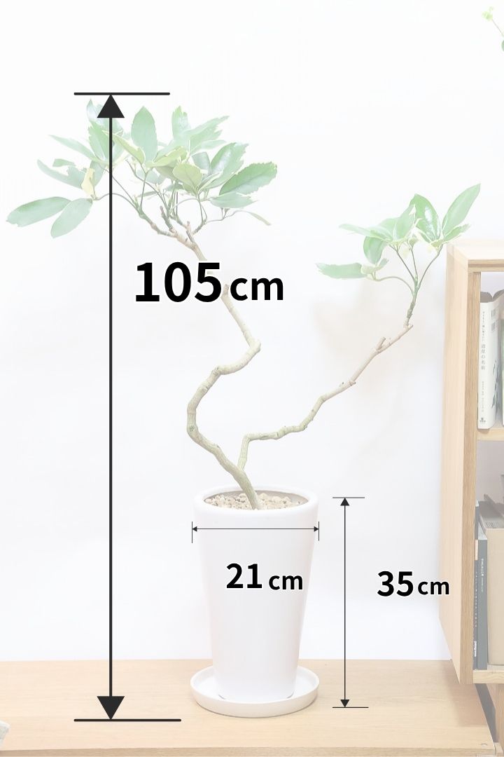 【シェフレラ ベヌローサ バリエガタ】希少種！大き目の丸っこい葉がとてもかわいい！ボリュームがある一押しのシェフレラです！