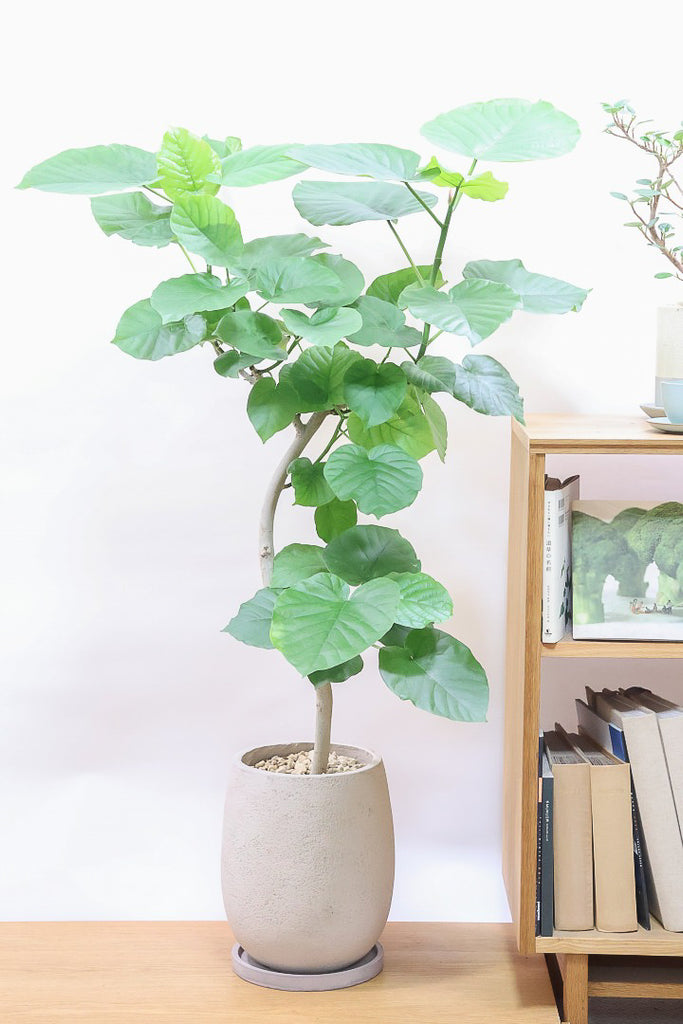 うんべらーた ウンベラータ 022202 販売・通販 ［詳細ページ］ *tree tree*