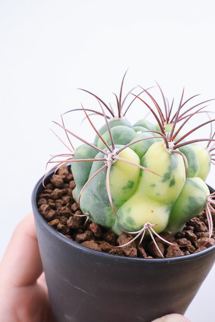サボテン 新天地錦PP60085| 観葉植物の通信販売 | APEGO(アペーゴ)