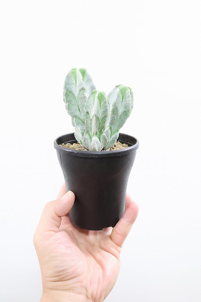 サボテンページ 最新のサボテン科の分類③(2025) : ユーフォルビア・オベサ