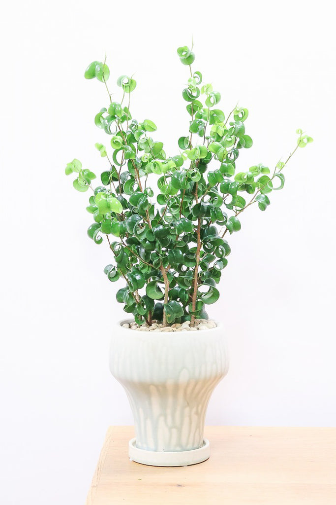 Amazon｜遊恵盆栽 観葉植物：フィカス ベンジャミン バロック*4