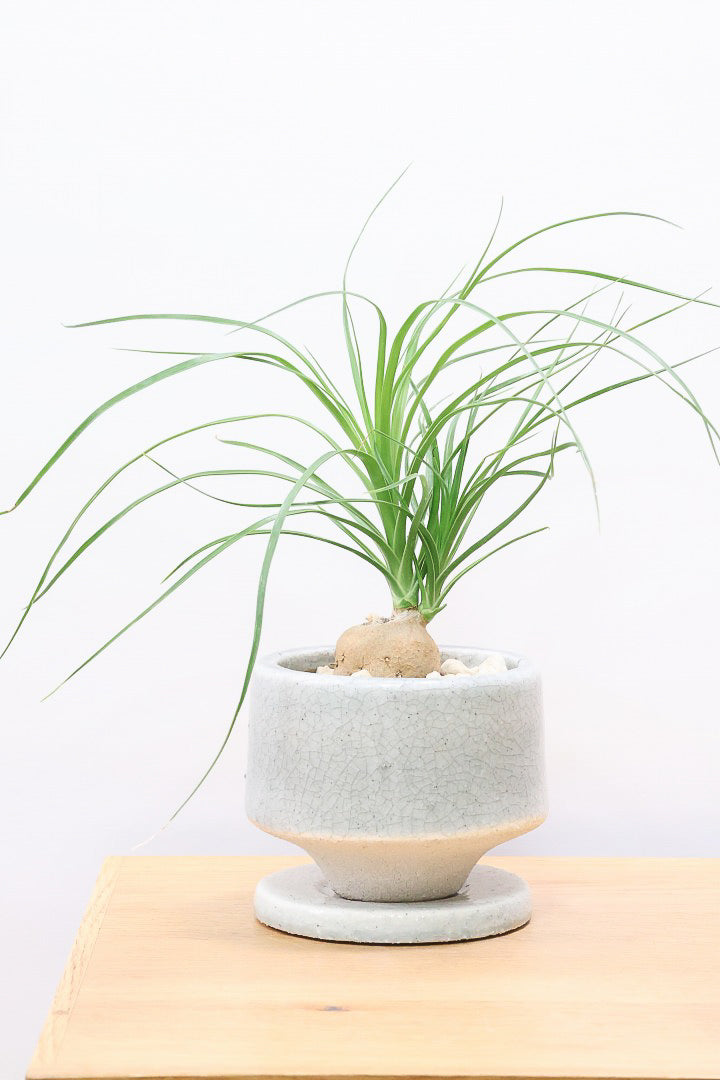 【ノリナ】おチビサイズ！ちょっと横向き！だけど幹はまん丸でかわいい！葉の展開も多いのでおススメですよ！