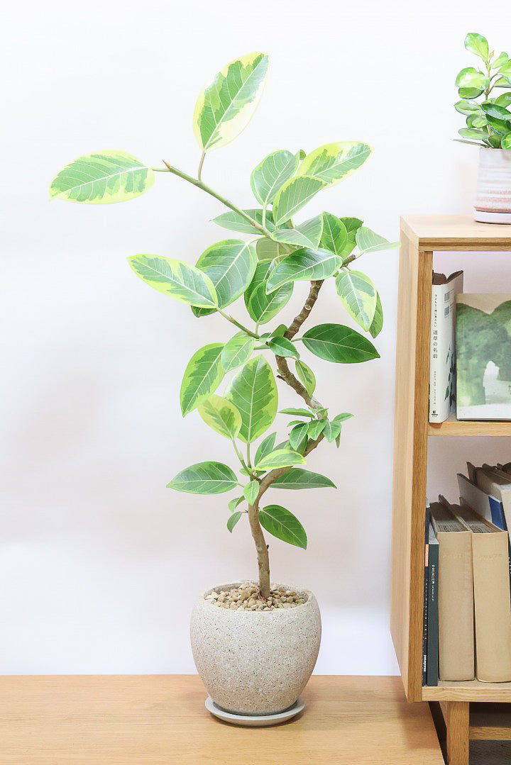 送料無料】フィカス アルテシマ| 観葉植物の通信販売 | APEGO