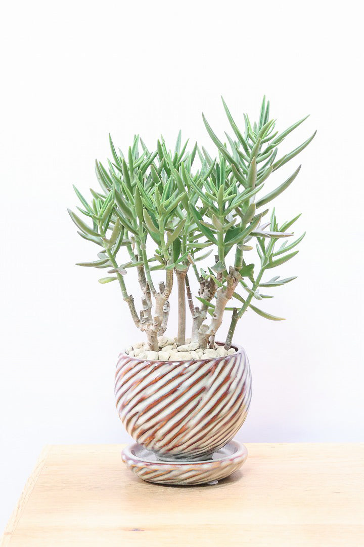 【カランコエ トナカイの舞】APEGO初入荷の多肉植物！ブロンズのかわいい葉色！名前の通りトナカイの角のような葉です！