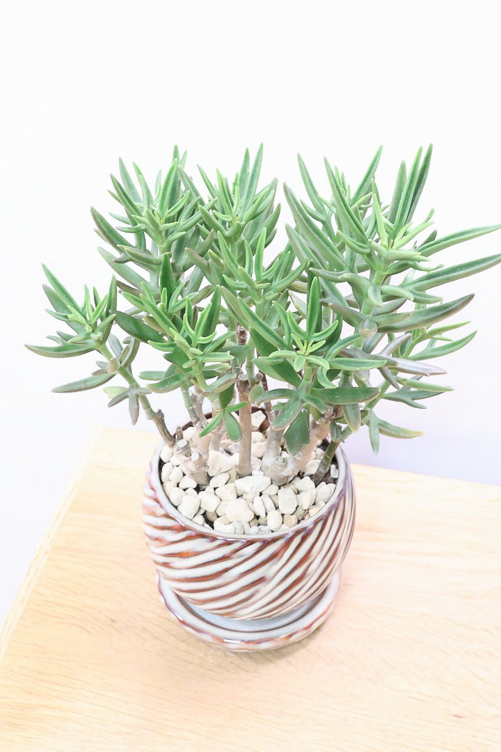 【カランコエ トナカイの舞】APEGO初入荷の多肉植物！ブロンズのかわいい葉色！名前の通りトナカイの角のような葉です！
