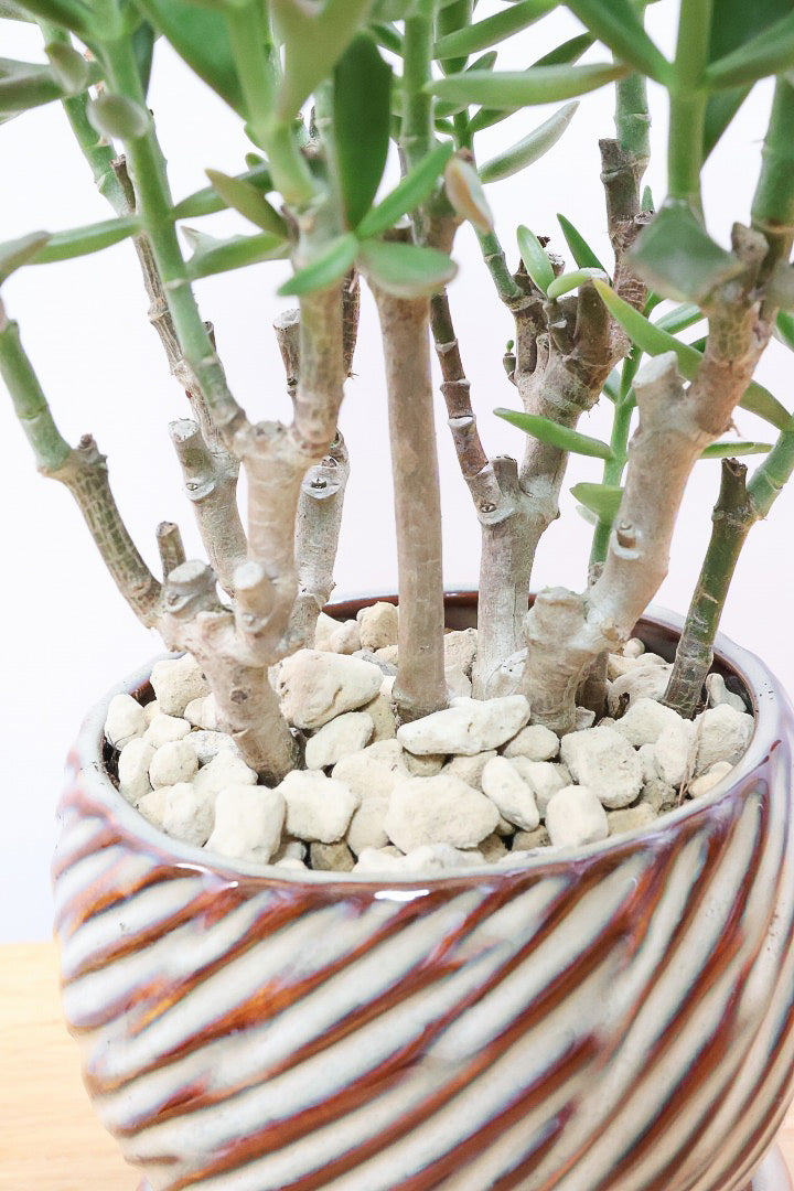 【カランコエ トナカイの舞】APEGO初入荷の多肉植物！ブロンズのかわいい葉色！名前の通りトナカイの角のような葉です！