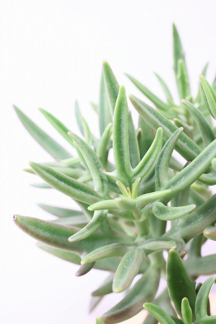 【カランコエ トナカイの舞】APEGO初入荷の多肉植物！ブロンズのかわいい葉色！名前の通りトナカイの角のような葉です！