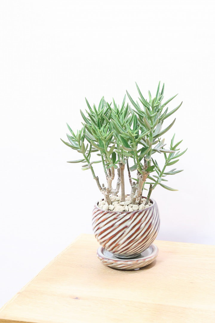 【カランコエ トナカイの舞】APEGO初入荷の多肉植物！ブロンズのかわいい葉色！名前の通りトナカイの角のような葉です！