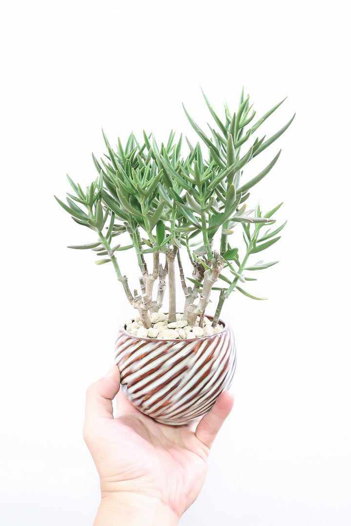 【カランコエ トナカイの舞】APEGO初入荷の多肉植物！ブロンズのかわいい葉色！名前の通りトナカイの角のような葉です！