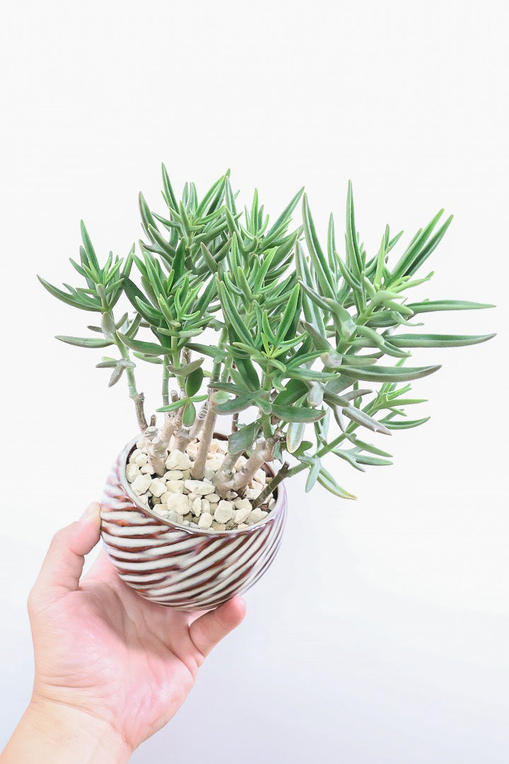 【カランコエ トナカイの舞】APEGO初入荷の多肉植物！ブロンズのかわいい葉色！名前の通りトナカイの角のような葉です！