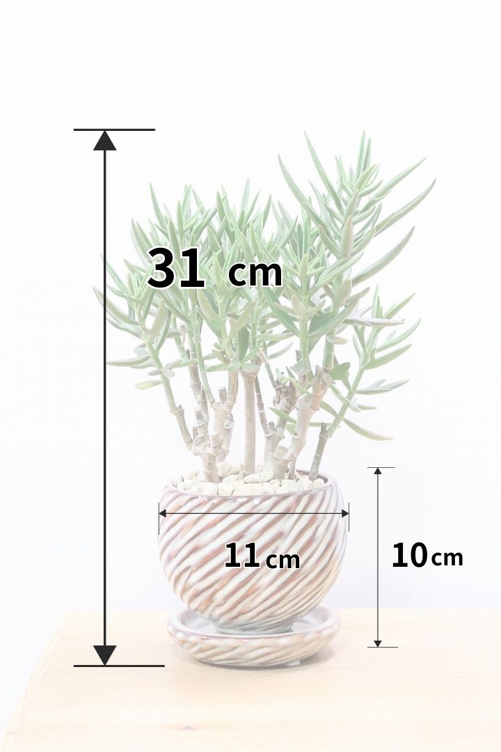 【カランコエ トナカイの舞】APEGO初入荷の多肉植物！ブロンズのかわいい葉色！名前の通りトナカイの角のような葉です！