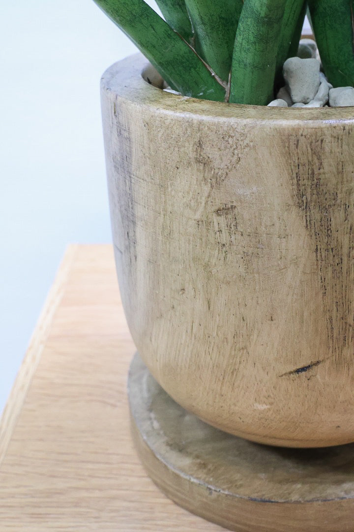 【サンスベリア トーチ】仲良しの生産者さんからいい形のものを分けてもらいました！木製のPOTもGOOD！