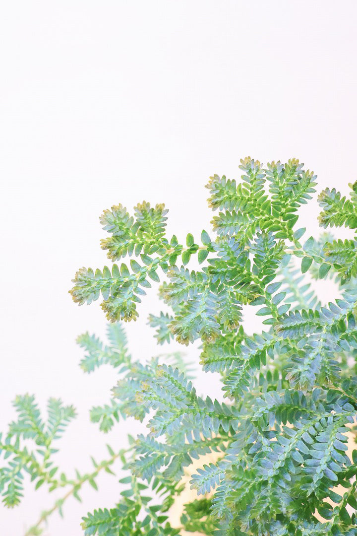 【レインボーファン】ふわふわした雰囲気がとってもかわいい観葉植物。しかも日陰に強い！
